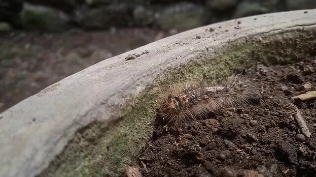 Larva or caterpillar, gypsy moth (Lymantria dispar)