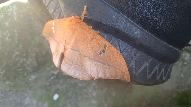 A cricula silk moth (Cricula trifenestrata)
