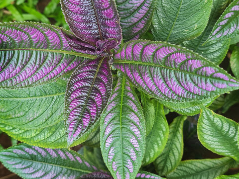 Strobilanthes Dyeriana leaves. Also called Persian Shield, it is an evergreen tropical plant in the Acanthaceae family. Known for its bright, shimmering leaves in shades of purple, silver, and green.
