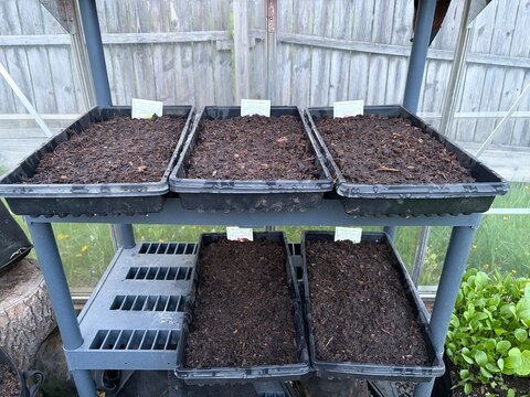 Multi-level seed starting station with raised garden trays in backyard greenhouse setup