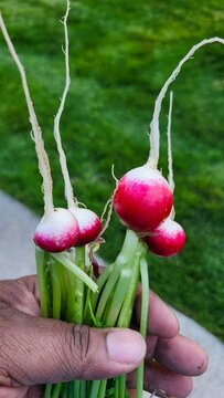 Freshly harvested red radishes with green stems held by hand outdoors