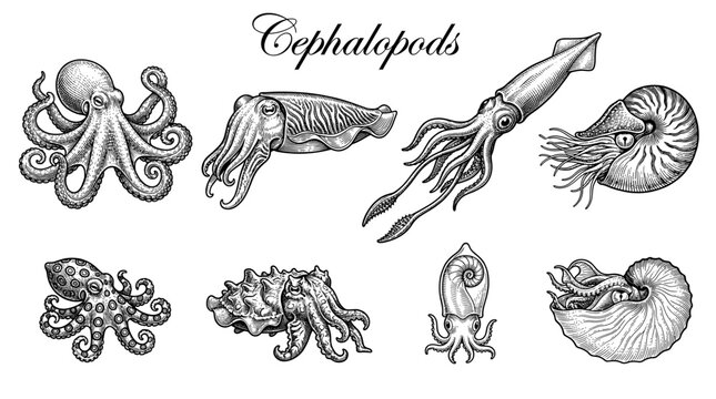 Vintage Engraving Style Cephalopods Collection: Hand-Drawn Illustrations of Octopus, Squid, Cuttlefish, and Nautilus. Detailed Scientific Marine Life Vector Set on White Background.