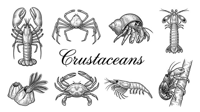 Vintage Engraving Vector Illustration Set of Crustaceans including Lobster, Crabs, Shrimp, and Hermit Crab isolated on White Background