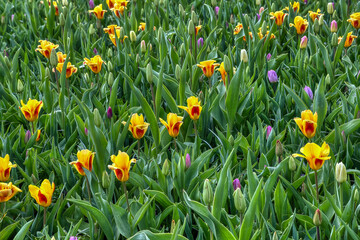 Obraz premium Keukenhof is a large park with immense tulip gardens, located between the towns of Lisse and Hillegom. The flowers of Holland (the Netherlands) are tulips, daffodils, and hyacinths.