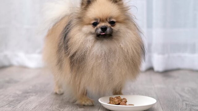 Pomeranian dog eating from a ceramic bowl indoors