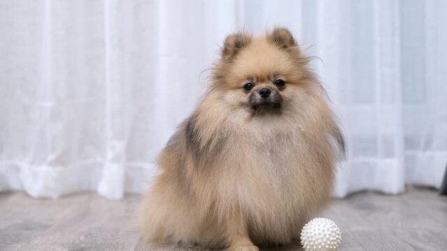 Pomeranian dog sitting indoors on light wooden floor with ball