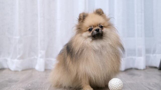 Pomeranian dog sitting indoors on light wooden floor with ball