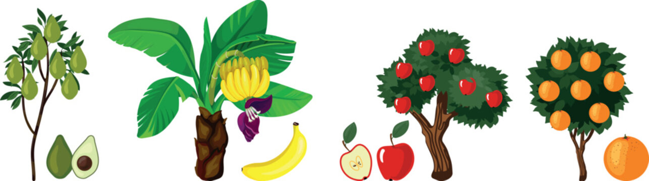 Fruit trees and fruits botanical vector illustration set