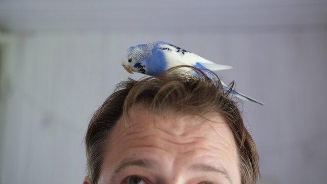 Budgerigar playing with handsome man. Budgie. Funny blue purple parakeet sitting on owner head. Cute violet tamed bird having fun with people. Friendship, relationship with Pets. Cute domestic animals