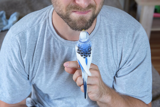 Budgerigar playing with handsome man. Budgie. Funny blue purple parakeet sitting on owner head. Cute violet tamed bird having fun with people. Friendship, relationship with Pets. Cute domestic animals