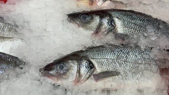 Fresh sea bass on ice closeup silver scales glisten on crushed ice at seafood counter, chilled display evokes market freshness
