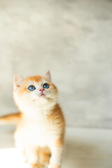 Fototapeta premium Adorable orange kitten with striking blue eyes looking up curiously. Free space