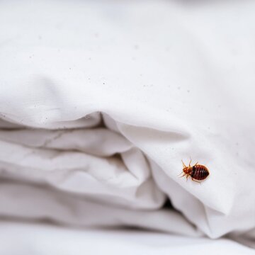 Close-Up of Bed Bug on Sheets