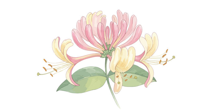 Delicate Watercolor Honeysuckle Blossom with Leaves - Botanical Illustration