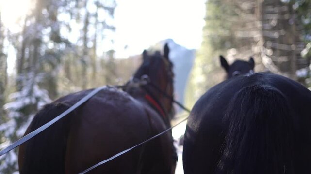 Horses pulling a sled through a snowy forest, with sunlight filtering through trees, showcasing the serene beauty of nature and the bond between animals and their environment