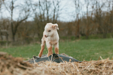 Obraz premium A young goat kid stands on a rock in an open field, exploring the bright countryside. A lifestyle moment that captures curiosity, playfulness, and rustic farm charm in a natural outdoor setting.