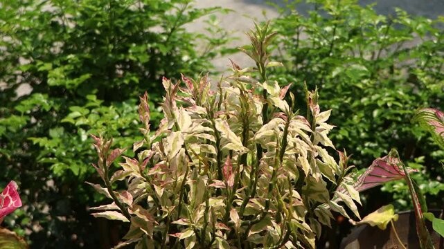 Pedilanthus tithymaloides or zigzag plant