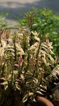Pedilanthus tithymaloides or zigzag plant