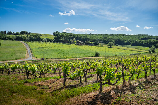 Vignes dans un champs dans le Sud Ouest de la France