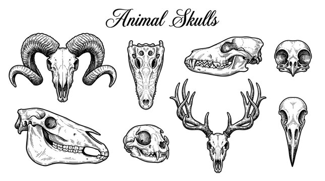 Collection of animal skulls in vintage engraving style featuring ram, deer antlers, wolf, crocodile, horse, cat, and bird skulls for design and tattoo art.