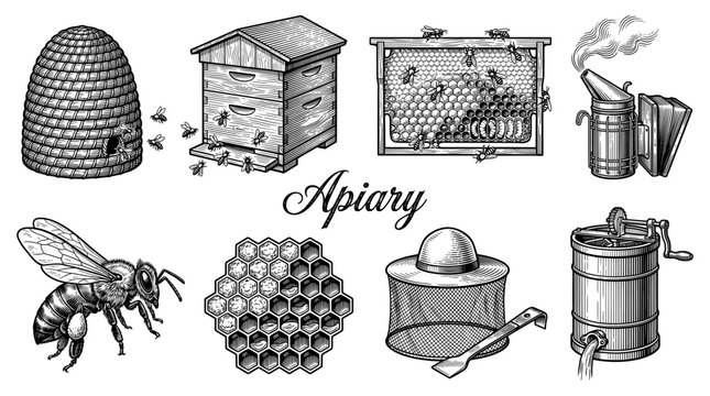 Apiary and Beekeeping Equipment Collection in Vintage Engraving Style, Featuring Beehives, Honeycomb, Smoker, Honey Extractor, and Bees, Vector Illustration