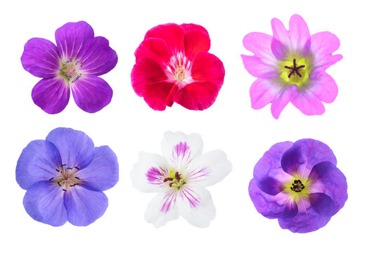 Geranium flowers heads
