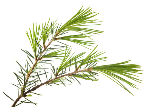 Cedrus deodara branch