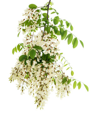 Black locust Branch with  flowers