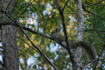 Fototapeta premium Wild Eastern Gray Squirrel (Sciurus carolinensis) perched on a branch in a Florida forest.