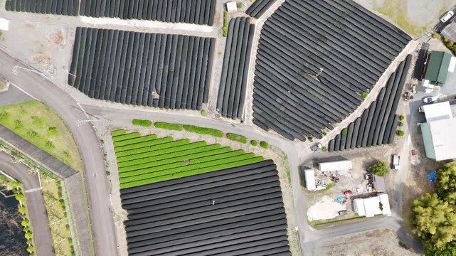 Aerial View of Japanese Tea Plantation with Geometric Green Fields