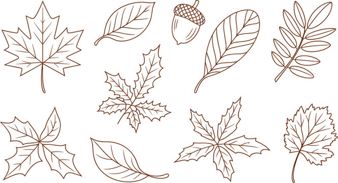 Hand drawn autumn leaves vector illustration, outline botanical foliage set for seasonal nature design and decoration