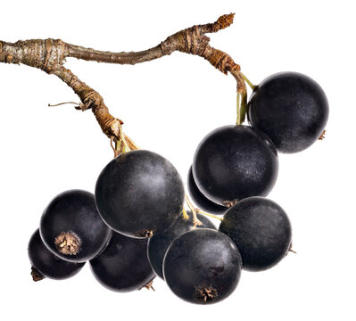 bunch of black currant  with ten large berries on white
