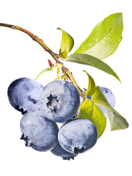 large blueberry isolated branch with seven berries closeup