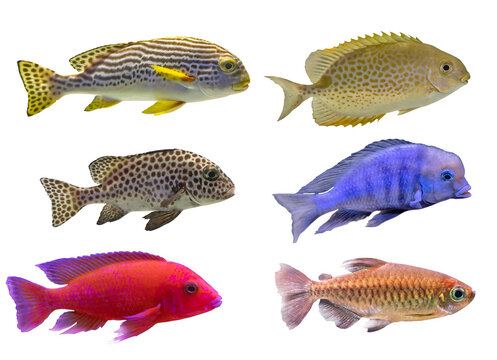 small six bright fishes isolated on white