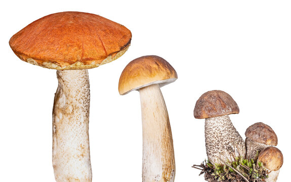 set of five eateble mushrooms isolated on white
