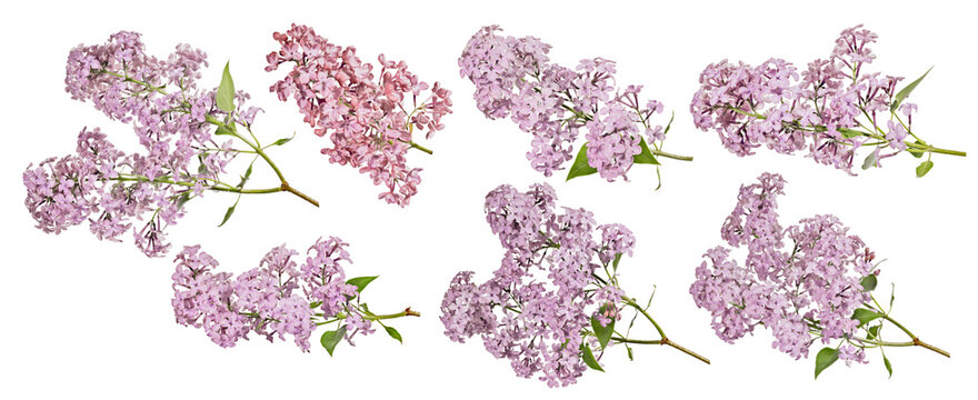 seven pink blossoming lilac four branches with small green leaves