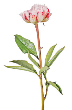 dark and light red peony single flower with green leaves