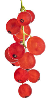 bunch of ripe currants with fourteen berries on white