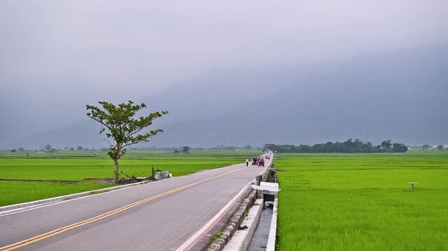 A scenic view of the famous Brown Boulevard in Chishang, Taitung, featuring lush green rice paddies under a cloudy sky at dusk.