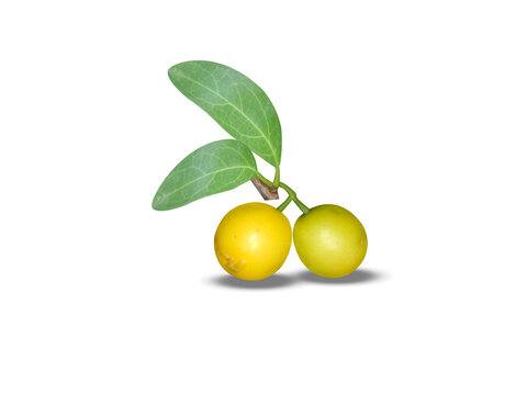 Ximenia americana or Yellow Plum fruits isolated on a white background