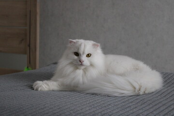 white persian cat © Ivan