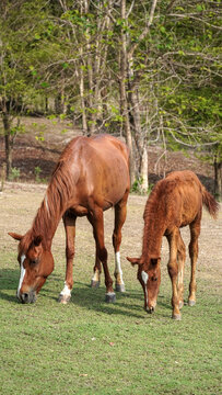 A brown mare and her young foal grazing together on a green pasture with a natural forest background