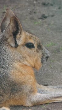 Vertical video. Patagonian mara resting on dirt ground, closeup profile showing alert ears, coarse fur, stretched legs, dry grass surrounds, tranquil reserve mood, conservation emphasis
