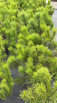 Potted green fir saplings outdoors nursery, bright morning light, rows of small fluffy conifer plants in pots on woven