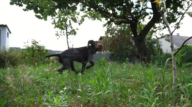 Playful german wirehaired pointer dog running on grass at garden on summer day. Funny brown drahthaar puppy plays with his owner jogging on green lawn. Concept of human and animal friendship. Slow mo