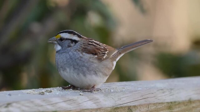 white throated sparrow feedind
