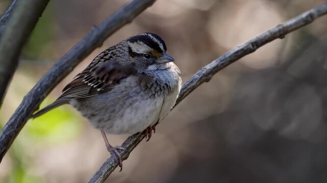 white throated sparrow