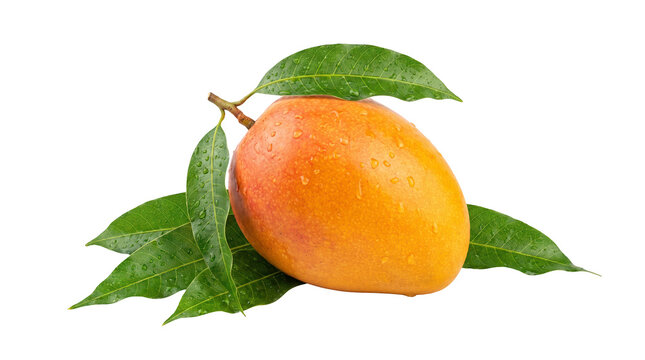 Whole organic ripe mango fruit PNG transparent background isolated