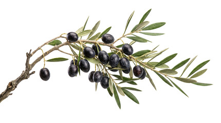 Fresh green olive branch with black olives PNG transparent background © Karl
