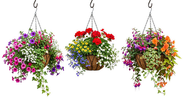 Vibrant hanging flower baskets with colorful petunias and geraniums, decorative garden planters with blooming summer flowers, floral porch decor isolated PNG with Transparent Background